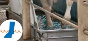 hygiène soin des pattes